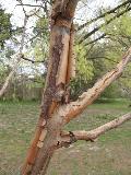 Paperbark Maple